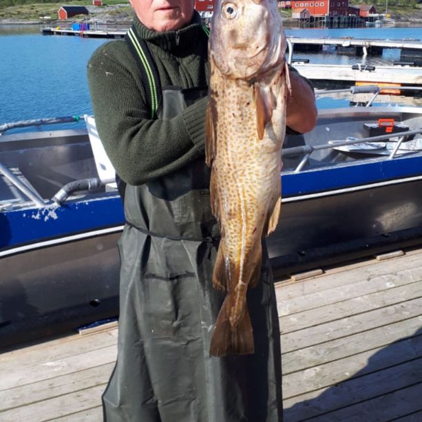 Bøteriet – Helgeland Rorbuer ansatt som holder opp en fersk fisk etter dagens fangst på en brygge med båter i bakgrunnen