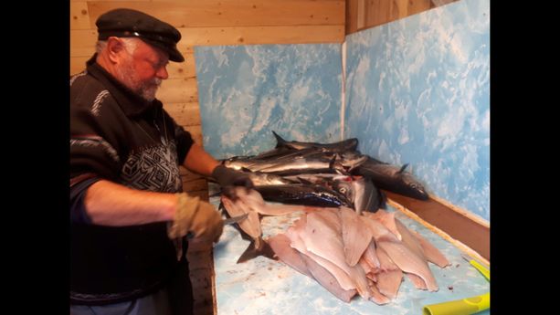 En Bøteriet – Helgeland Rorbuer ansatt som fileterer fisk 