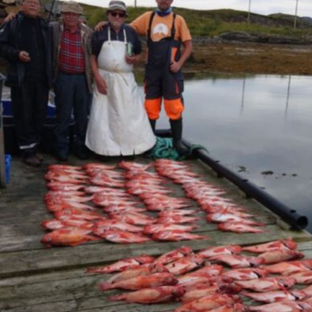 Bøteriet – Helgeland Rorbuer ansatte som står over en lang rad med fersk uer fisk på en brygge