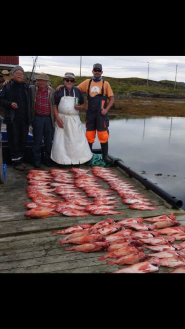 Bøteriet – Helgeland Rorbuer ansatte som står over en lang rad med fersk uer fisk på en brygge