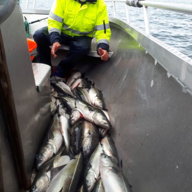 En Bøteriet – Helgeland Rorbuer ansatt som sitter på huk ved en haug med fisk fra dagens fangst på en båt på havet